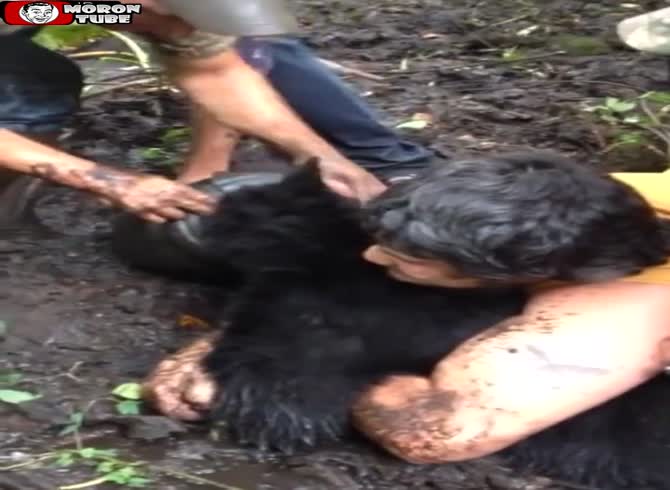 Video :The head of a bear becomes lodged in a saucepan